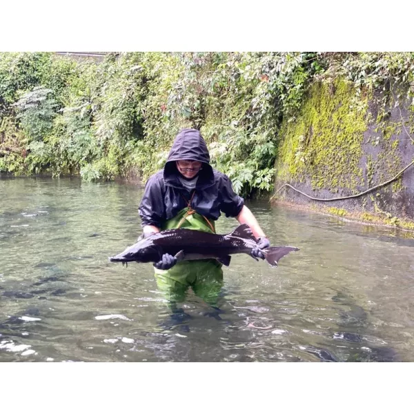 永圻 台灣鱘龍魚魚片120g (食用仍需留意刺) 