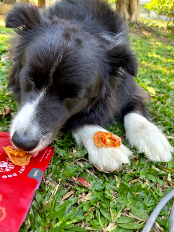 蝦味鮮雞餅 | 精緻款 狗狗鮮食、台式主食、關節保健、補水補氣、寵物保冷袋、狗狗肉乾、狗狗零食、狗狗訓練零食、狗狗天然零食