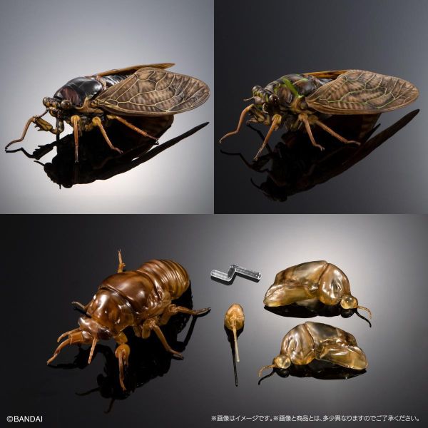 「06月09號結單」萬代 代理版  生物大圖鑑 蟬02 日本油蟬 附展示架&樹皮台座(中) 盒玩 扭蛋袋裝 生物大圖鑑,日本油蟬,蟬02,萬代盒玩,扭蛋袋裝,昆蟲模型,生物模型,代理版公仔,收藏盒玩