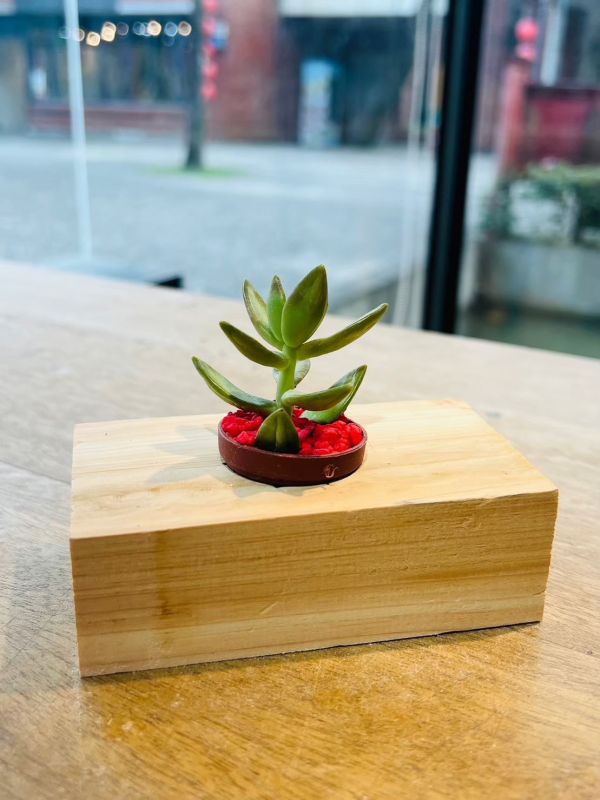 DIY-木盆栽 