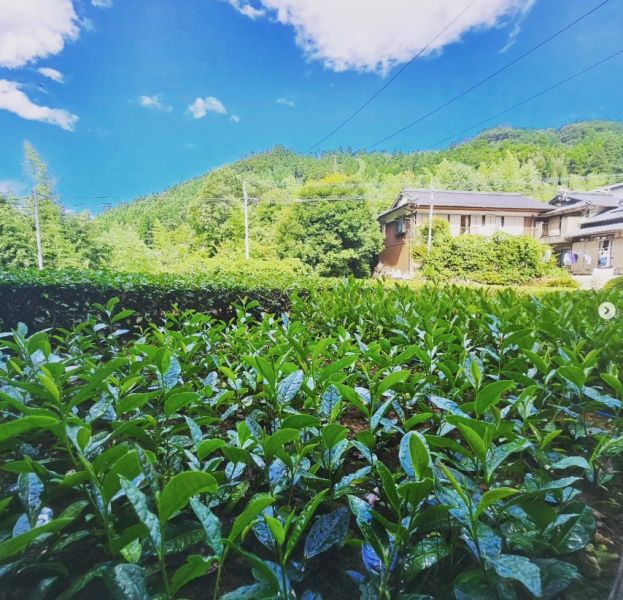星野製茶園 星野煎茶、白姫 星野製茶園,星野煎茶,白姫,特撰ほしの,星野はつつみ,ほしの優,八女有機栽培茶