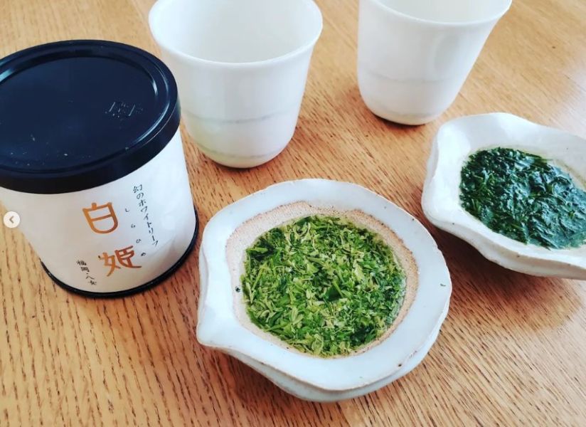 星野製茶園 星野煎茶、白姫 星野製茶園,星野煎茶,白姫,特撰ほしの,星野はつつみ,ほしの優,八女有機栽培茶