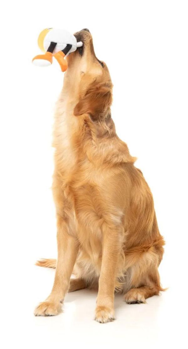 【FuzzYard】啤酒發聲玩具｜澳洲設計 耐咬耐玩 可機洗 Fuzzyard,啤酒,啤酒狗玩具,狗狗玩具,狗狗耐咬玩具,發聲狗玩具,啾啾玩具,啤酒造型狗玩具,狗狗互動玩具,狗狗放電玩具,狗狗紓壓玩具,寵物療癒玩具,小型犬玩具推薦,寵物陪伴玩具