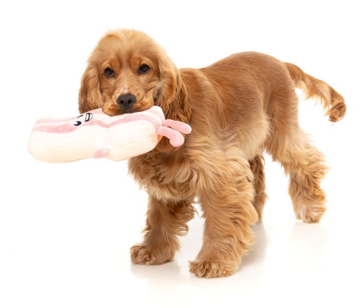 【FuzzYard】Kevin Bacon-Strip 培根凱文｜澳洲設計 耐咬耐玩發聲玩具 可機洗 Fuzzyard,歪歪腸,培根狗玩具,狗狗玩具,狗狗耐咬玩具,發聲狗玩具,啾啾玩具,培根造型狗玩具,狗狗互動玩具,狗狗放電玩具,狗狗紓壓玩具,寵物療癒玩具,小型犬玩具推薦,寵物陪伴玩具