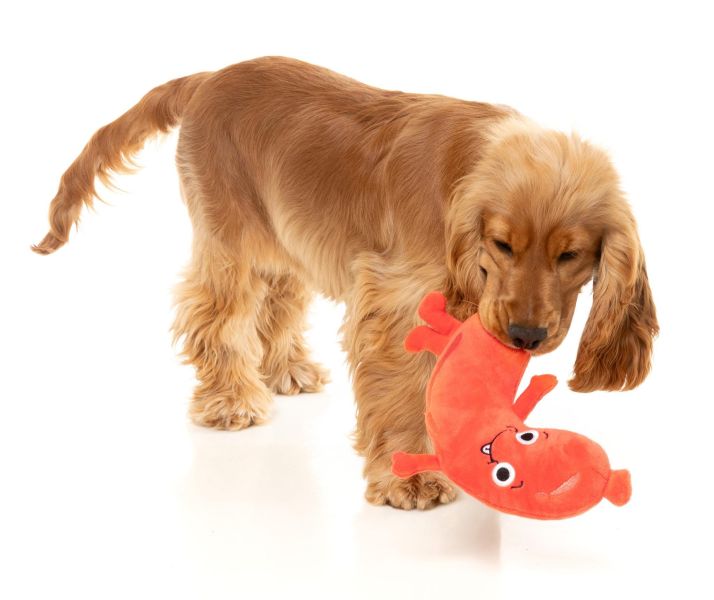 【FuzzYard】Brad Wurst 歪歪腸｜澳洲設計 耐咬耐玩發聲玩具 可機洗 Fuzzyard,歪歪腸,香腸狗玩具,狗狗玩具,狗狗耐咬玩具,發聲狗玩具,啾啾玩具,肉造型狗玩具,狗狗互動玩具,狗狗放電玩具,狗狗紓壓玩具,寵物療癒玩具,小型犬玩具推薦,寵物陪伴玩具