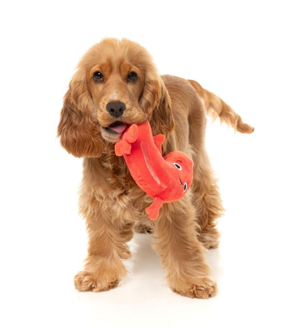 【FuzzYard】Brad Wurst 歪歪腸｜澳洲設計 耐咬耐玩發聲玩具 可機洗 Fuzzyard,歪歪腸,香腸狗玩具,狗狗玩具,狗狗耐咬玩具,發聲狗玩具,啾啾玩具,肉造型狗玩具,狗狗互動玩具,狗狗放電玩具,狗狗紓壓玩具,寵物療癒玩具,小型犬玩具推薦,寵物陪伴玩具