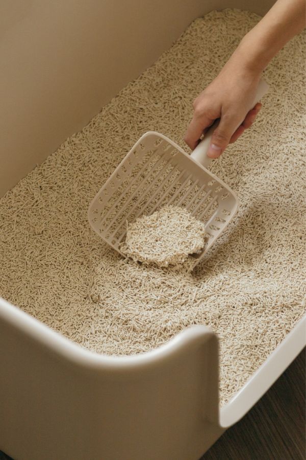 喵皇奴 SUPURE！超殼以條型豆腐砂3包組．多入優惠 