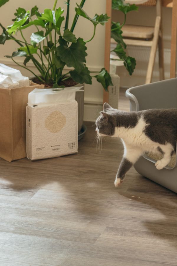 喵皇奴 SUPURE！超殼以條型豆腐砂3包組．多入優惠 