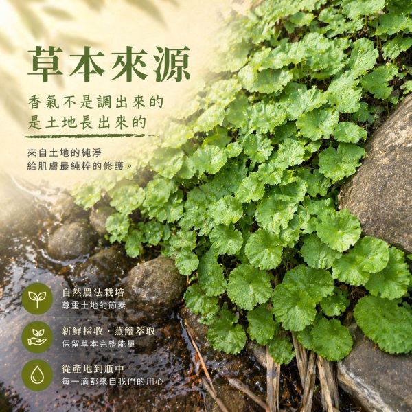 積雪草純露｜草本蒸餾原液 積雪草純露, 純露, 積雪草保養, 積雪草化妝水, 積雪草修護, 敏感肌保養, 穩定膚況, 舒緩肌膚不適, 天然純露推薦, 純露推薦, 草本純露, 臉部保養, 全身保養, 天然保養品, 無添加保養, 植物蒸餾水
