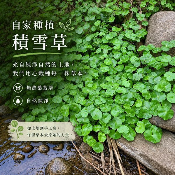 積雪草手工皂 積雪草手工皂,自然皂手作坊,敏感肌肥皂,CICA修復,老虎草皂,天然冷製皂,舒緩泛紅,手作肥皂推薦,保濕洗面皂,植萃護膚,無添加洗沐,乾癢肌救星,皮膚修復,天然護膚品,純植物油手工皂,