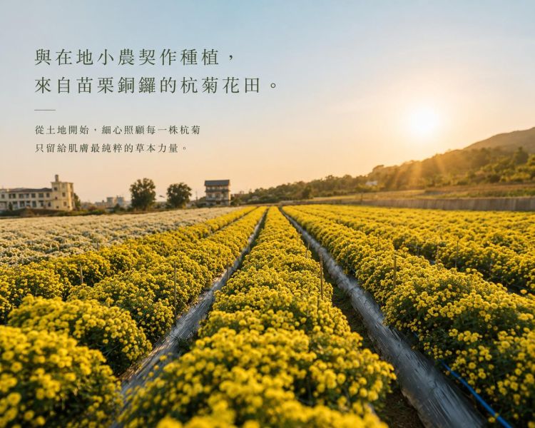 銅鑼杭菊手工皂 杭菊手工皂, 杭菊香皂, 天然草本香皂, 苗栗杭菊, 契作杭菊, 草本手工皂, 舒緩肌膚, 無香精香皂, 植物油冷製皂, 適合敏感肌的香皂,