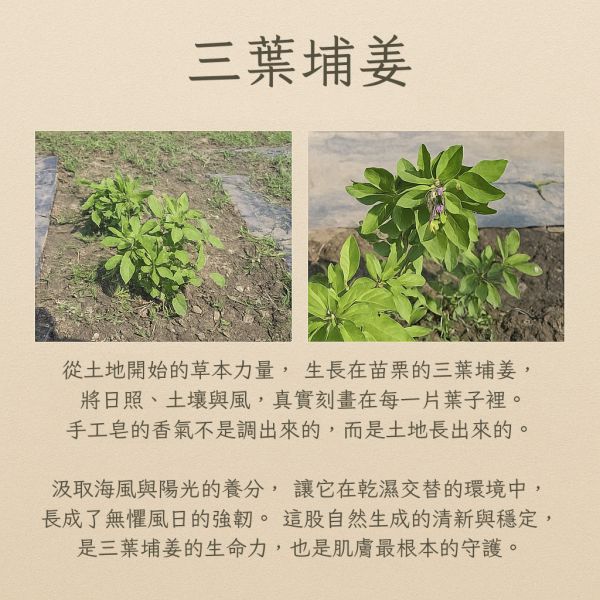 三葉埔姜手工皂 三葉埔姜手工皂, 三葉埔姜, 天然手工皂, 草本手工皂, 舒緩肌膚皂, 敏感肌適用手工皂, 無添加手工皂, 草本清潔, 植物手工皂