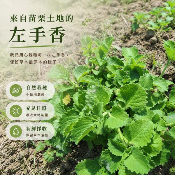 左手香純露｜草本蒸餾原液 左手香純露, 左手香保濕噴霧, 草本純露, 天然純露, 保濕噴霧, 左手香保養, 左手香萃取液, 舒緩純露, 草本保養品, 天然保濕噴霧, 苗栗左手香, 純露推薦, 草本噴霧, 日常保養, 溫和保養