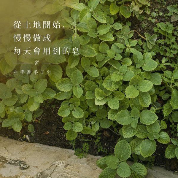 左手香手工皂 左手香手工皂, 天然草本皂, 抗菌香皂, 無添加香皂, 左手香香皂, 草本清香皂, 冷製手工皂, 敏感肌香皂, 天然防護香皂, 自然皂手作坊