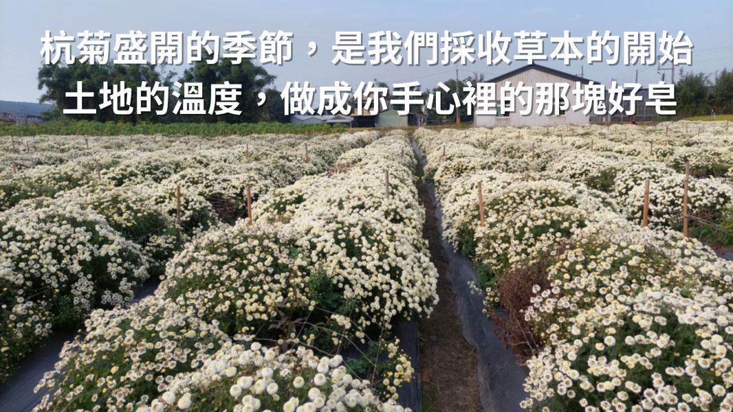 銅鑼杭菊天然手工皂 杭菊手工皂, 杭菊香皂, 天然草本香皂, 苗栗杭菊, 契作杭菊, 草本手工皂, 舒緩肌膚, 無香精香皂, 植物油冷製皂, 適合敏感肌的香皂,