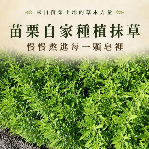 抹草手工皂 抹草手工皂, 天然抹草香皂, 草本手工皂, 驅穢香皂, 淨化皂, 抹草原汁香皂, 天然洗手皂, 草本淨化香皂, 苗栗手工皂, 自然皂手作坊, 無香精香皂, 敏感肌適用香皂