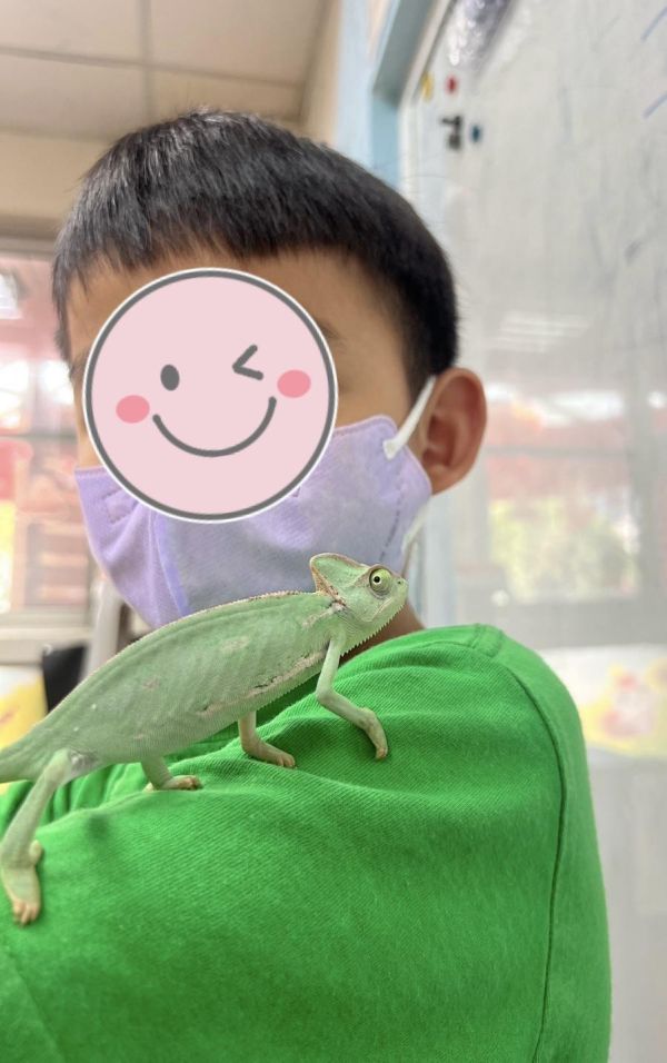 7月_生態動物探索｜百變天王變色龍 