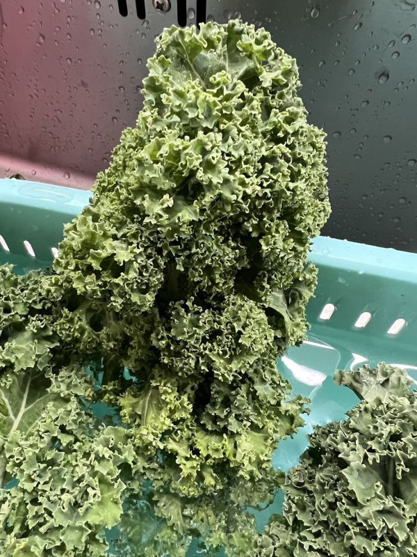 羽衣甘藍黑豬水餃 羽衣甘藍水餃、羽衣甘藍、超級食物、自由基、溫體黑豬肉、超模系水餃