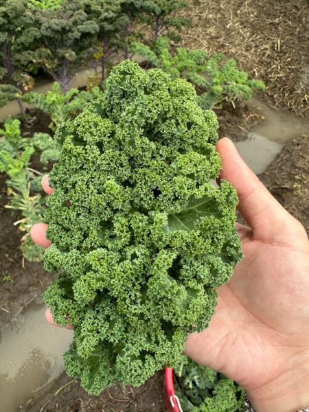 羽衣甘藍黑豬水餃 羽衣甘藍水餃、羽衣甘藍、超級食物、自由基、溫體黑豬肉、超模系水餃