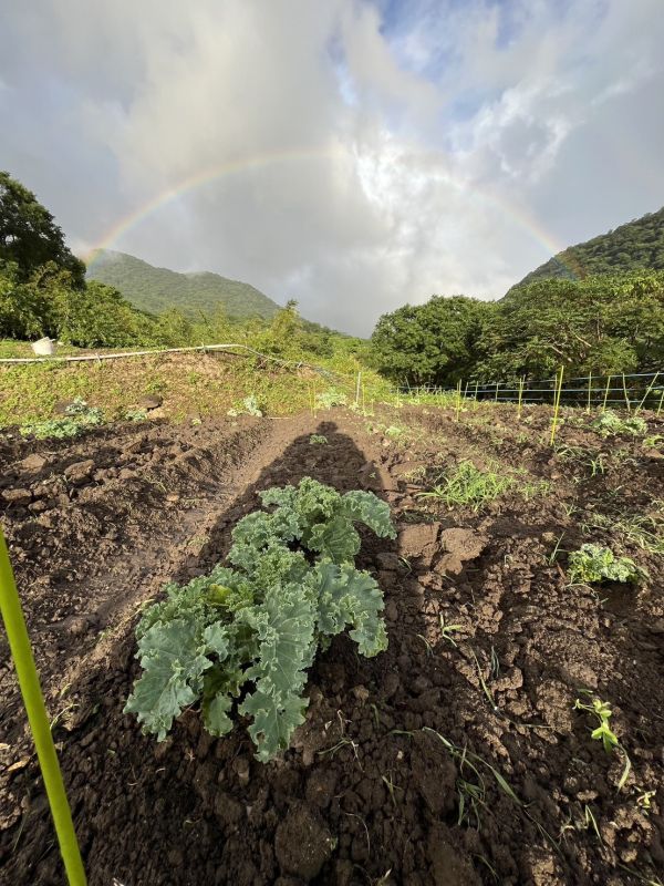 羽衣甘藍黑豬水餃 羽衣甘藍水餃、羽衣甘藍、超級食物、自由基、溫體黑豬肉、超模系水餃