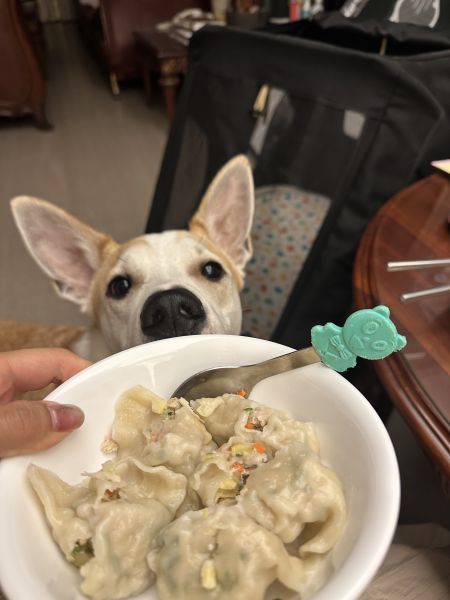 狗狗香咕雞水餃 • 狗狗水餃
 • 狗狗鮮食
 • 狗狗冷凍鮮食
 • 狗狗副食品推薦
 • 狗狗挑食救星
 • 狗狗健康飲食
 • 狗狗營養餐
 • 毛孩懶人鮮食
 • dog dumplings
 • fresh dog food
 • frozen fresh dog food for dogs
 • healthy food for dogs