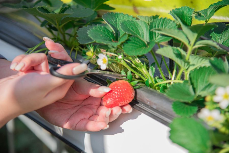 2026快閃草莓吃到飽 四萬坪森林,草莓吃到飽