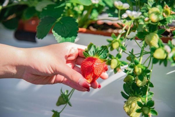吃飽莓? 吃到飽 (大人) 四萬坪森林,草莓吃到飽