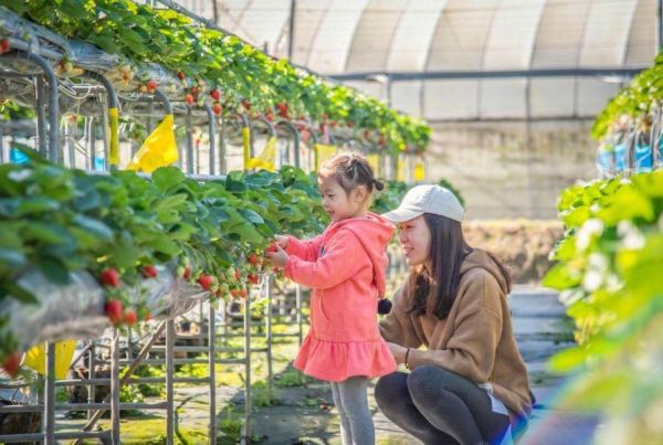吃飽莓? 吃到飽 (大人) 四萬坪森林,草莓吃到飽