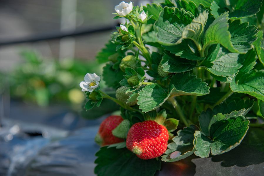 2026莓好時光草莓宴 四萬坪森林