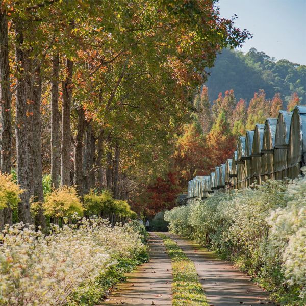 聖誕・紅綠派對套票1~ (一日遊) 