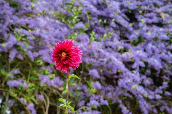 2026森林百花宴(住宿優惠) 四萬坪森林