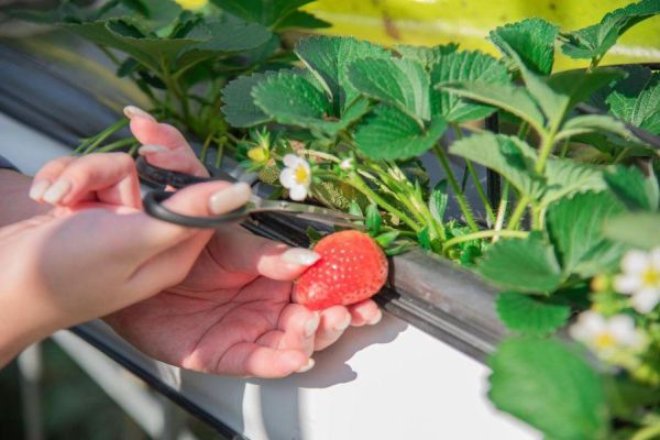 吃飽莓? 吃到飽 (大人) 四萬坪森林,草莓吃到飽