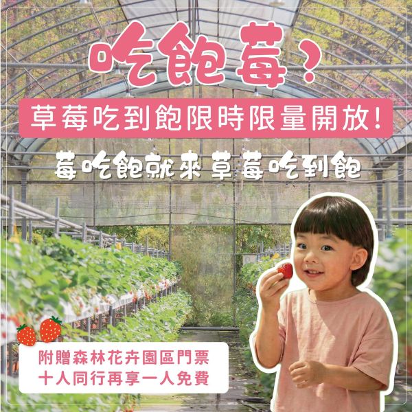 吃飽莓? 吃到飽 (大人) 四萬坪森林,草莓吃到飽