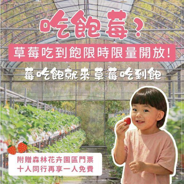 吃飽莓? 吃到飽 (小孩2-6y和埔里人) 四萬坪森林,草莓吃到飽