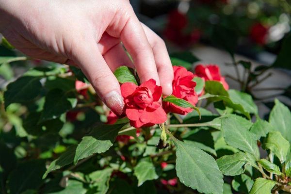 2026森林百花宴(住宿優惠) 四萬坪森林