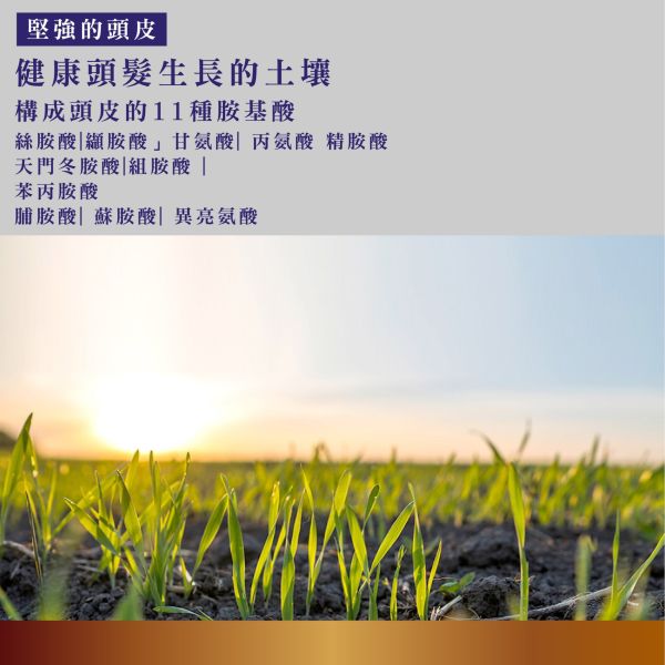 Bouquet Garni 璞珈妮香水護髮乳 500ml-白麝香 