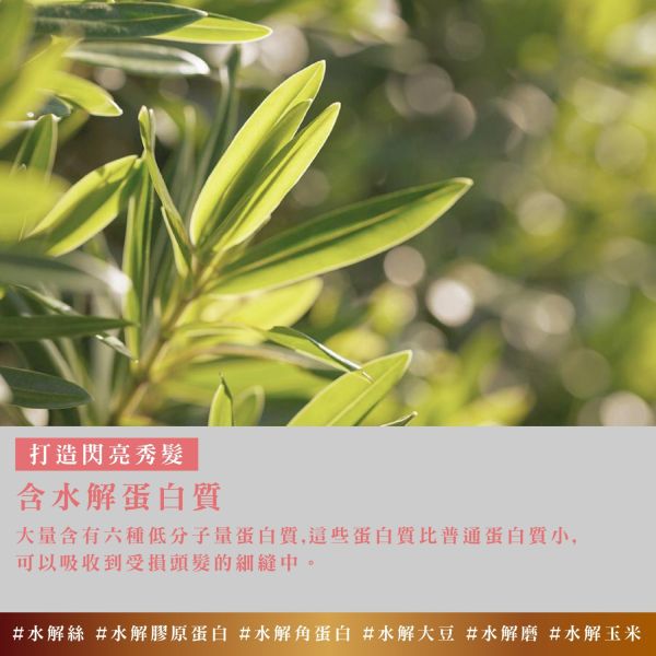 Bouquet Garni 璞珈妮香水洗髮精 500ml-玫瑰花園 