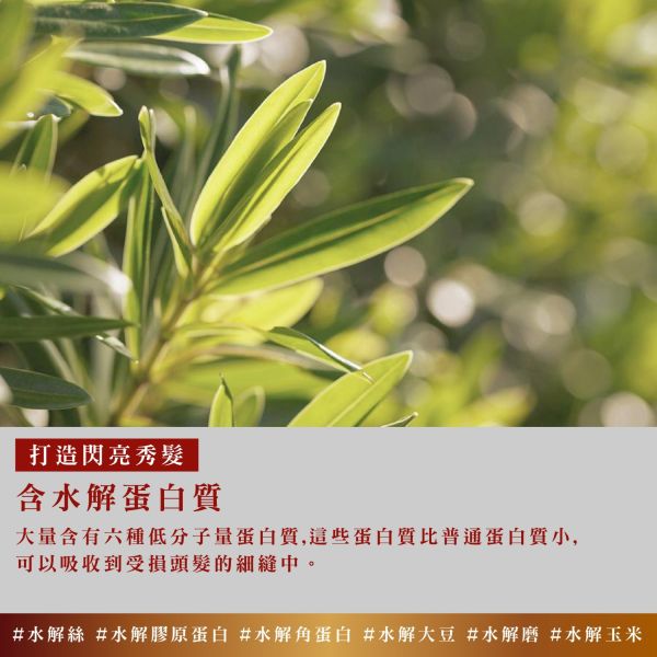 Bouquet Garni 璞珈妮香水洗髮精 500ml-白麝香 