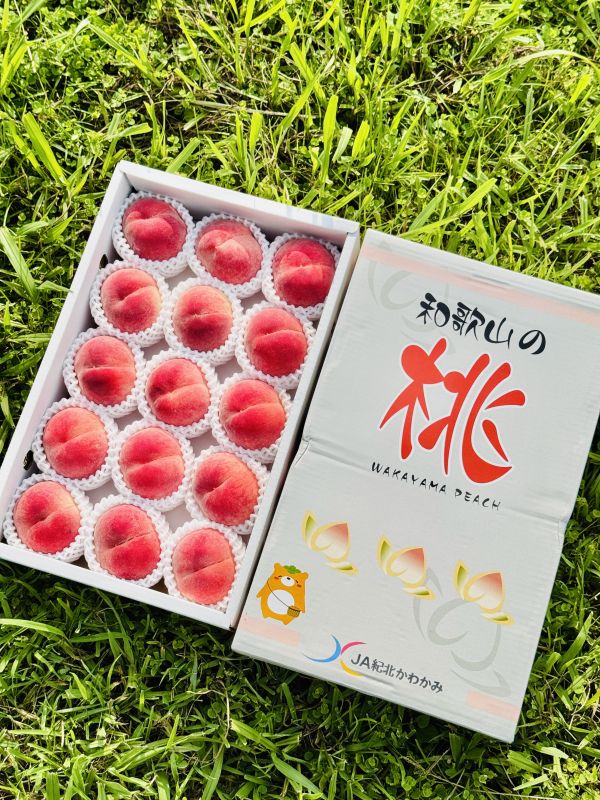 日本和歌山水蜜桃｜極品中極品 日本和歌山水蜜桃｜極品中極品🍑

來自日本最負盛名的水蜜桃產地——和歌山

每一顆皆由職人手工細選

外觀完美、香氣撲鼻、甜度破表