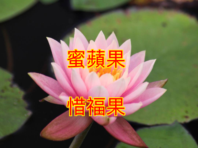 『少量補貨』粉紅佳人惜福果-梨山蜜蘋果 半價 「長得有點醜,好吃剛剛好」
蜜蘋果 惜福價,帶回家不浪費

外表有小瑕疵,甜度不打折。
惜福蜜蘋果限量開賣

價格：
每箱10斤 「黑貓冷藏免運」
特大 （原價3000）特價1500元
大 （原價2700）特價1350元
中 （原價2500）特價1250元
小 （原價2000）特價999元

你珍惜,我感謝
蜜蘋果惜福組半價帶走
「知足 惜福 再造福」
惜福蜜蘋果一