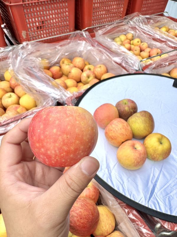 《粉紅佳人》蜜蘋果來了 🎀🍎 《粉紅佳人》蜜蘋果來了🍎🎀

『限量、少量』、真的搶到才有！

一切開—粉嫩到直接戀愛💗

⛰️福壽山高山栽培⛰️才好吃😋