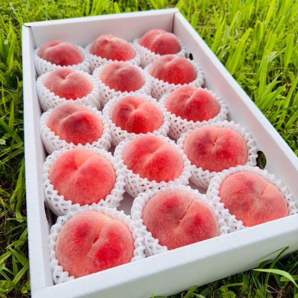日本和歌山水蜜桃｜極品中極品 日本和歌山水蜜桃｜極品中極品🍑

來自日本最負盛名的水蜜桃產地——和歌山

每一顆皆由職人手工細選

外觀完美、香氣撲鼻、甜度破表
