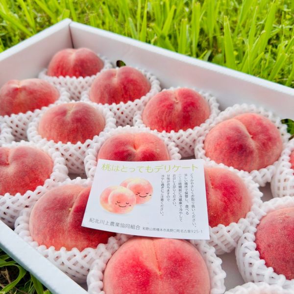 日本和歌山水蜜桃｜極品中極品 日本和歌山水蜜桃｜極品中極品🍑

來自日本最負盛名的水蜜桃產地——和歌山

每一顆皆由職人手工細選

外觀完美、香氣撲鼻、甜度破表