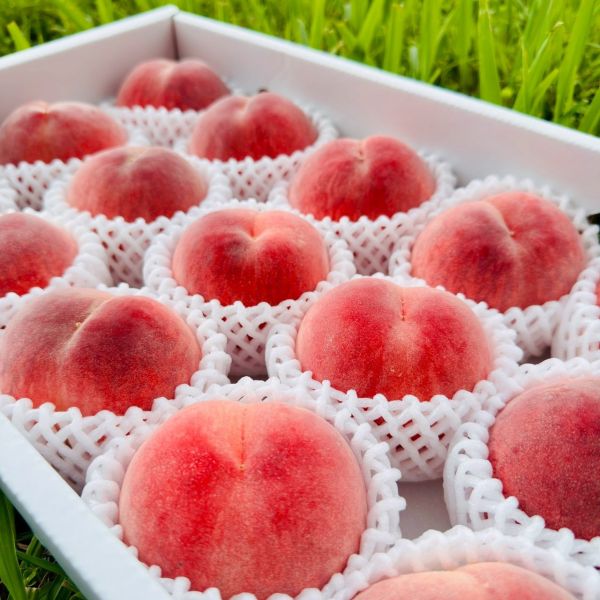 日本和歌山水蜜桃｜極品中極品 日本和歌山水蜜桃｜極品中極品🍑

來自日本最負盛名的水蜜桃產地——和歌山

每一顆皆由職人手工細選

外觀完美、香氣撲鼻、甜度破表