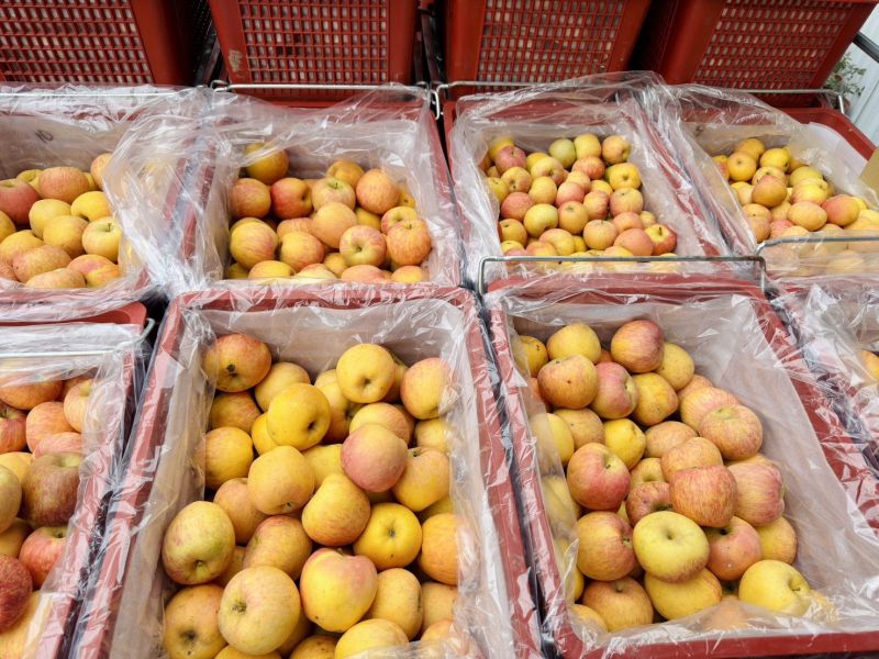 《粉紅佳人》蜜蘋果來了 🎀🍎 《粉紅佳人》蜜蘋果來了🍎🎀

『限量、少量』、真的搶到才有！

一切開—粉嫩到直接戀愛💗

⛰️福壽山高山栽培⛰️才好吃😋