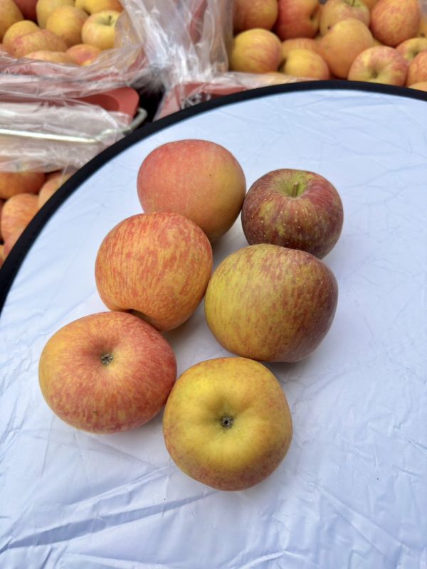 《粉紅佳人》蜜蘋果來了 🎀🍎 《粉紅佳人》蜜蘋果來了🍎🎀

『限量、少量』、真的搶到才有！

一切開—粉嫩到直接戀愛💗

⛰️福壽山高山栽培⛰️才好吃😋