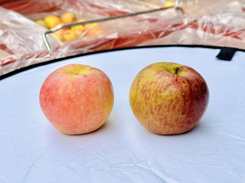 《粉紅佳人》蜜蘋果來了 🎀🍎 《粉紅佳人》蜜蘋果來了🍎🎀

『限量、少量』、真的搶到才有！

一切開—粉嫩到直接戀愛💗

⛰️福壽山高山栽培⛰️才好吃😋