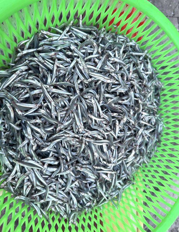 登峰嚴選澎湖熟丁香魚(低鹽) 