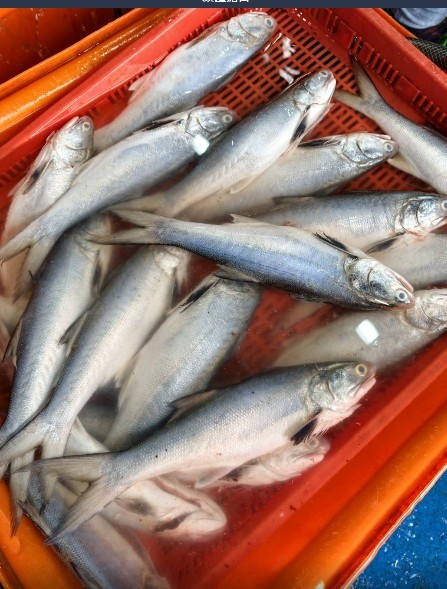 登峰特選野生午仔魚 