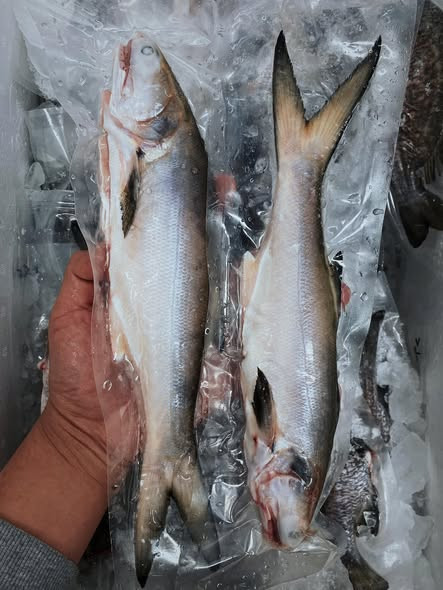 登峰特選野生午仔魚 